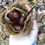 Autunno in Valtaro e Valceno: sagre, castagne e funghi protagonisti