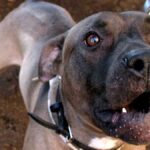 Bambino di 9 anni azzannato da pitbull a Scafati: ferite gravi e operazione a Napoli
