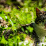 Campania Apre Alla Tumulazione Delle Ceneri Di Cani E Gatti Insieme Ai Loro Padroni