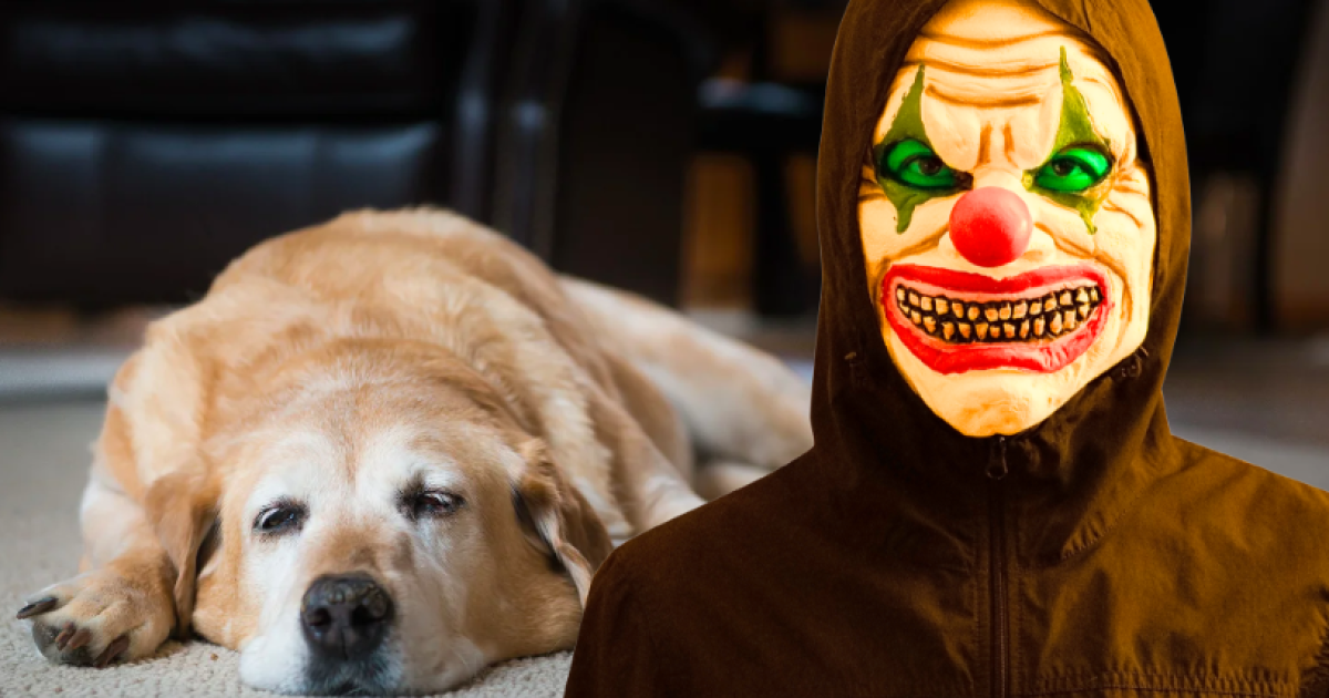 Carcassa Di Un Cane In Decompo