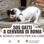 Cervara Di Roma alza la guardia contro i gatti randagi: parte la campagna di sterilizzazione