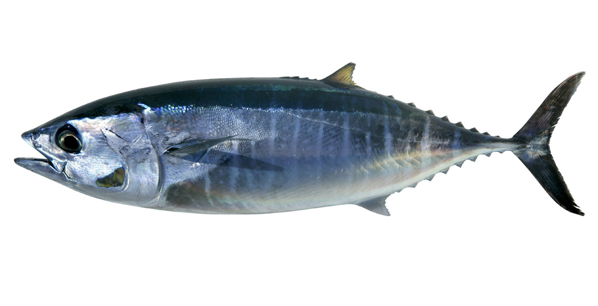 Coldiretti Pesca Punta Sulle28099Al