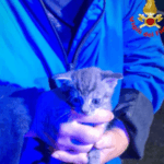 Gattino di 20 giorni salvato da una campana per la raccolta del vetro a Perledo