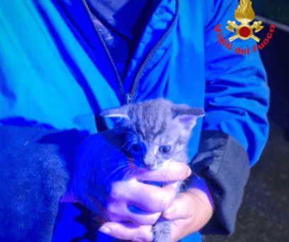Gattino Di 20 Giorni Salvato D