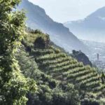 Guida vinodabere 2026: la nuova edizione amplia i vini al pinot nero tra spumanti, bianchi e rosé