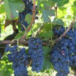 Il Vulture scelto come città italiana del vino 2026 per valorizzare la cultura enologica lucana