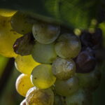 Il boom del vino cinese nel 2024 e il Piemonte protagonista dello spumante italiano