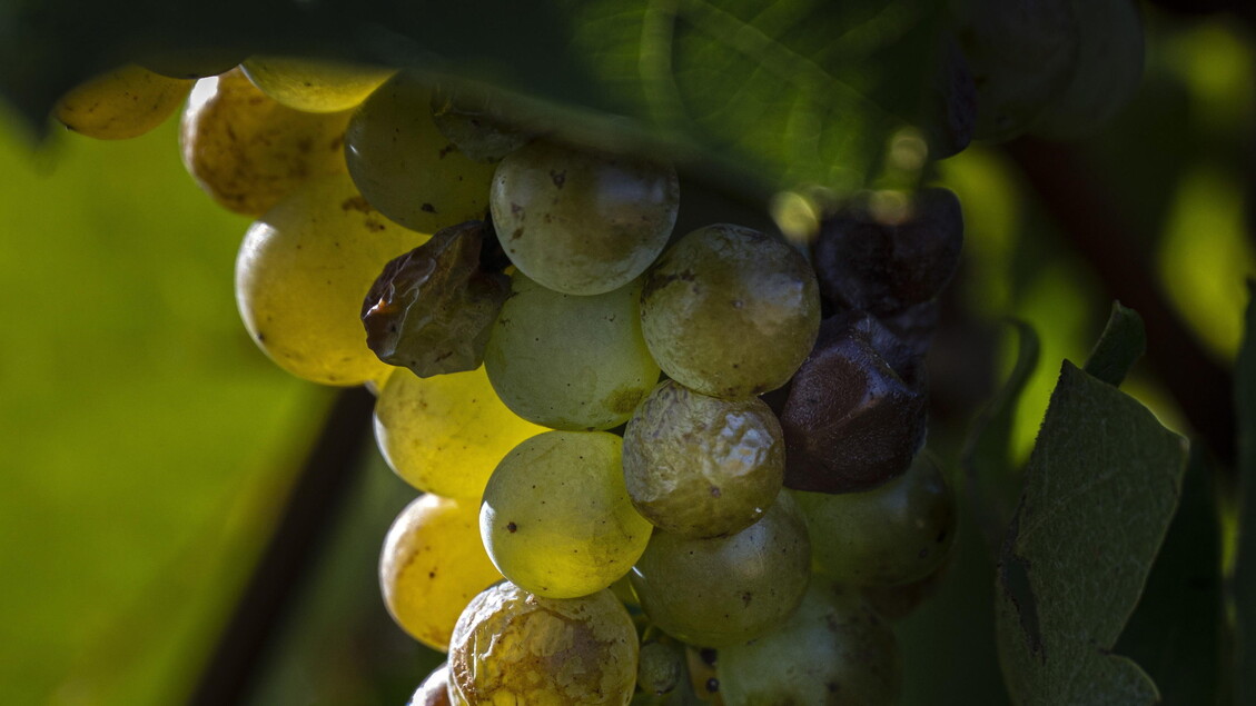 Il Boom Del Vino Cinese Nel 20