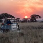 Il turismo nei parchi africani pesa sulla tranquillità dei ghepardi: tra incontri incredibili e stress animale