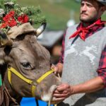 La transumanza in Valtellina: tradizione, festa e sapori tra alpeggi e fondovalle