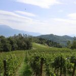 La viticoltura eroica dell’Appennino umbro-marchigiano prende forma con Battista, spumante metodo classico