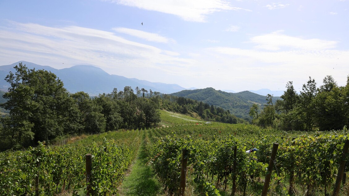 La Viticoltura Eroica Delle28099App