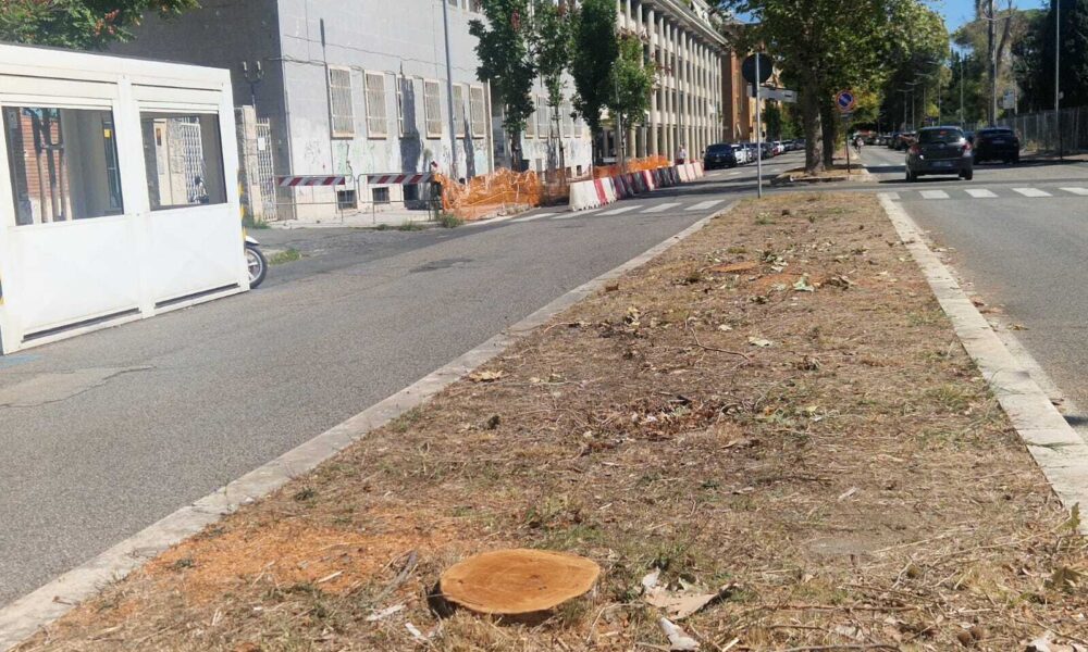 Latina2C Tagliati 18 Platani E