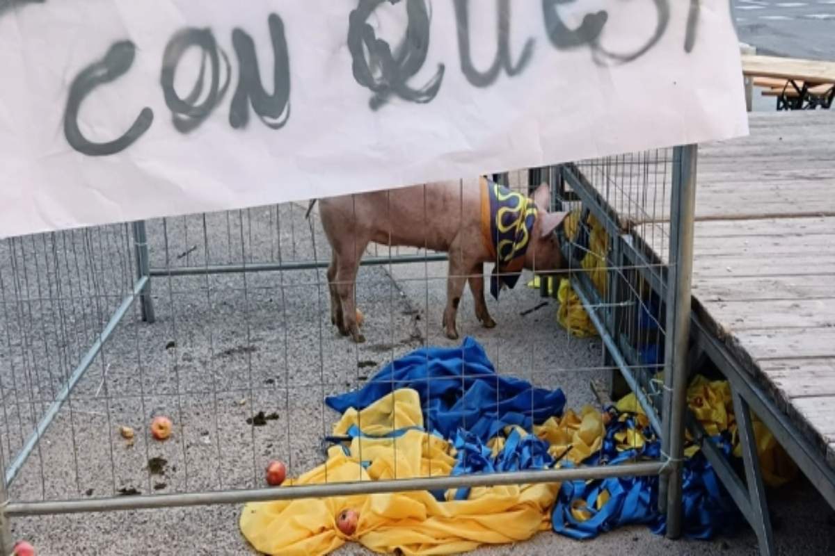 Maiale Rinchiuso In Gabbia Dur