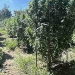 Maxi piantagione di marijuana scoperta ad Acerra: due arresti
