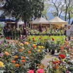 Murabilia 2025 torna a Lucca: oltre 200 espositori e la lagerstroemia protagonista sulle mura rinascimentali