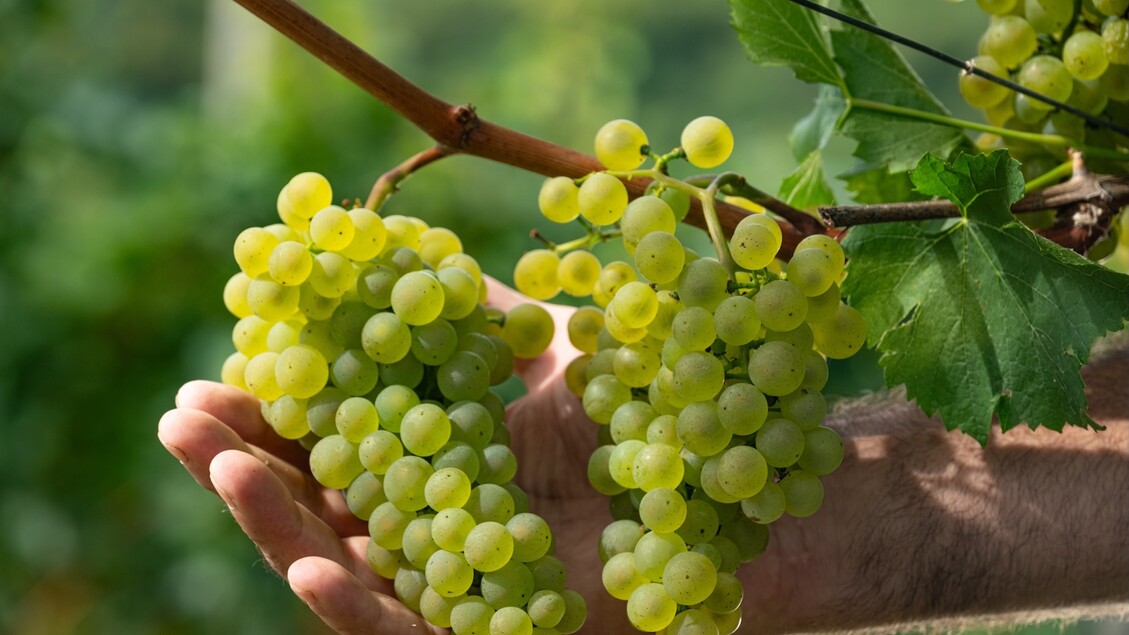 Oltre 5Mila Vignaioli Trentini