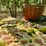 Ottati si prepara a ospitare “Ficus In Tabula”, terza edizione dedicata al fico bianco dottato del Cilento