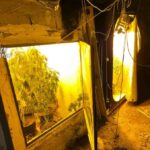 Sant’antimo, Casa Con Doppiofondo E Serra Di Cannabis: Arrestato 37Enne Per Spaccio