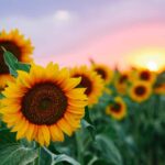 Scontro Tra Novelli Sposi E Contadino In Un Campo Di Girasoli Dopo Le Nozze A Ferentino