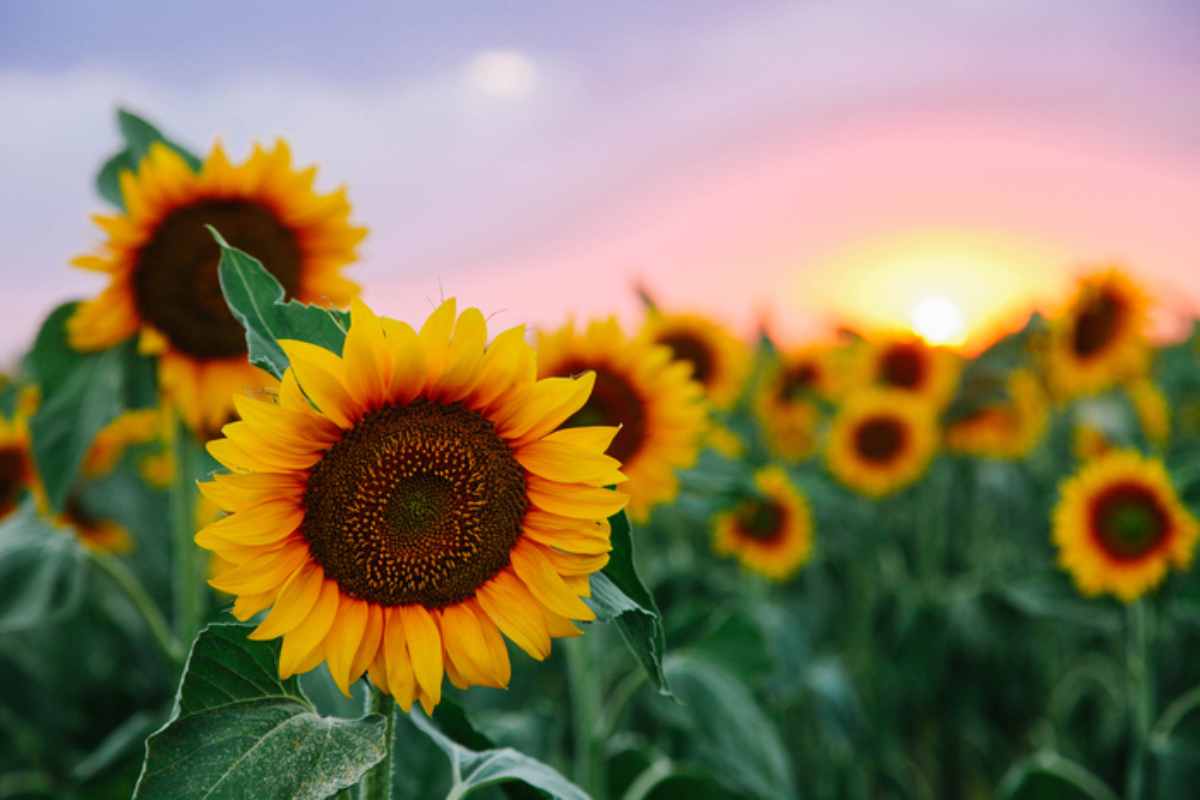 Scontro Tra Novelli Sposi E Co