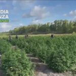 Scoperta Maxi Piantagione Di Canapa Indiana A Riola Sardo Con 2500 Piante Sequestrate Dalla Guardia Di Finanza