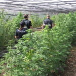 Scoperta una vasta coltivazione di marijuana a Cisterna Di Latina: arrestato un uomo con precedenti per droga