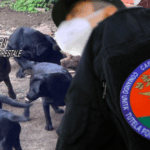 Sequestrati A Scarmagno Dodici Cuccioli Di Labrador Senza Pedigree E Microchip, Indagato Giovane Allevatore