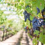 Settembre in Italia tra vendemmia, raccolta funghi e festival enogastronomici: un viaggio nei sapori autentici