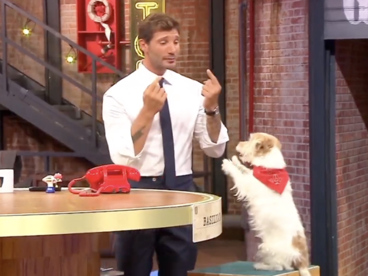 Seven2C Il Cane Che Ha Conquist