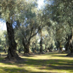 Sicurezza e qualità delle olive da tavola italiane confermate da produttori e istituti sanitari
