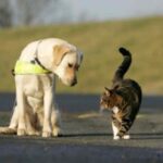 Traffico illecito di cuccioli scoperto a Brescia, animali trasportati senza documenti verso la Francia