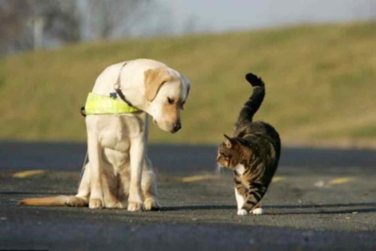 Traffico Illecito Di Cuccioli