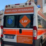 Tribunale Di Brescia riconosce risarcimento per famiglia che ha perso il cane aggredito da lupo cecoslovacco incustodito