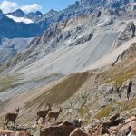Valtellina Protagonista Con Due Grandi Eventi Su Musica Corale E Documentari Naturalistici