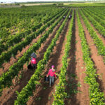 Vendemmia 2025 a Manduria: produzione in crescita del 40% per i Produttori Di Primitivo
