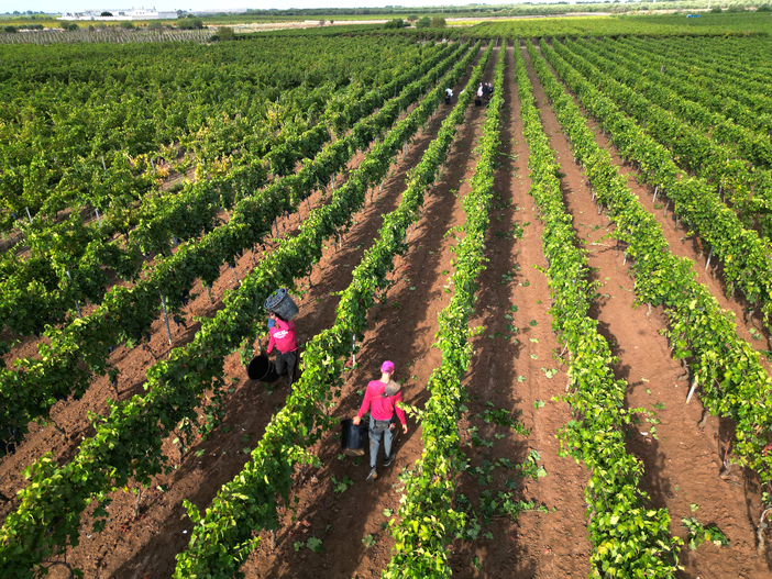 Vendemmia 2025 A Manduria3A Pro