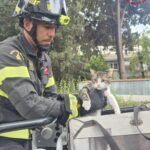 Vigili Del Fuoco Salvano Cucciolo Di Gatto Bloccato Su Pino Marittimo Alla Repubblica Dei Ragazzi Di Civitavecchia