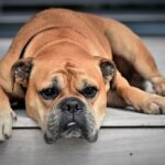 Cane da solo in casa ecco cosa succede se lo lasci per troppe ore