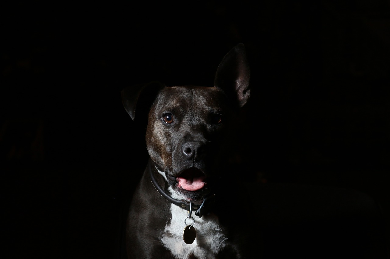 Dog 1846742 1280