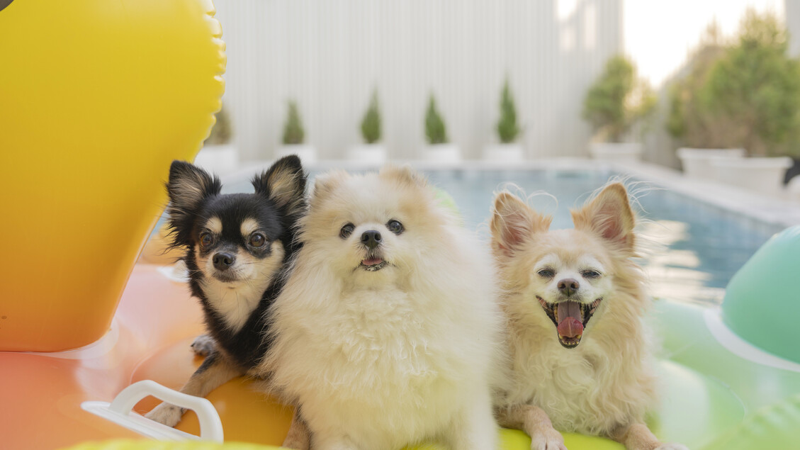 Cani di piccola taglia: strategie per garantire il loro benessere