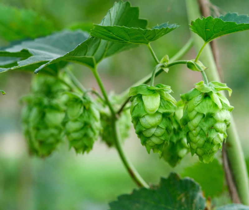 Eventi a Fiumicino: il 26 luglio debutta Groovin’ Farm tra birra agricola, DJ set e natura al Podere 676