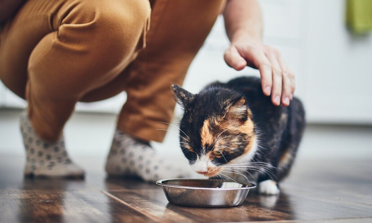Crescita del mercato globale del pet food: tendenze e previsioni fino al 2034