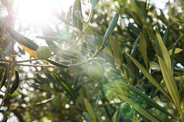 Olio extravergine di Assisi: al Frantoio la filosofia Slow Food incontra la tradizione