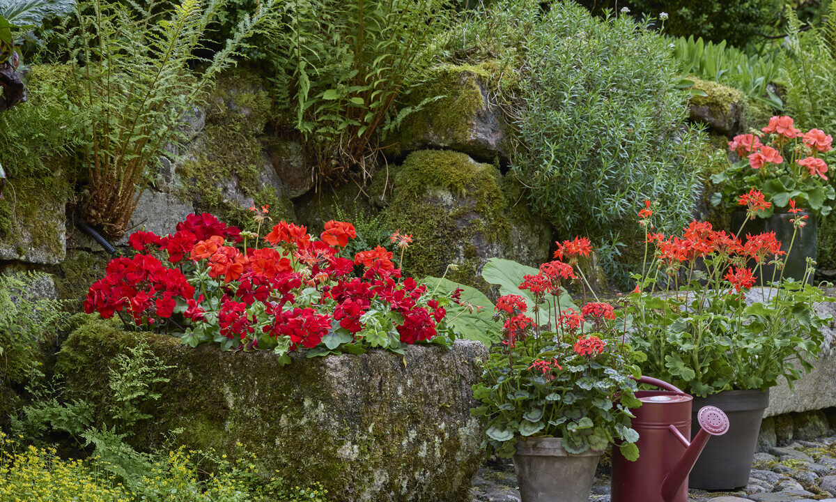 Giardini naturalistici: come abbellire balconi con fiori per insetti