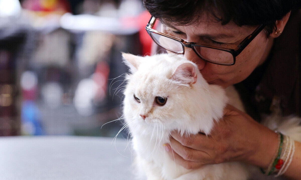 Viaggiare con il gatto: 5 suggerimenti per un viaggio sicuro e sereno