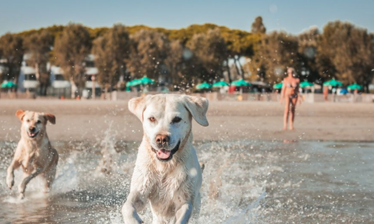 Da Grado a Vienna: le migliori destinazioni pet-friendly in Europa