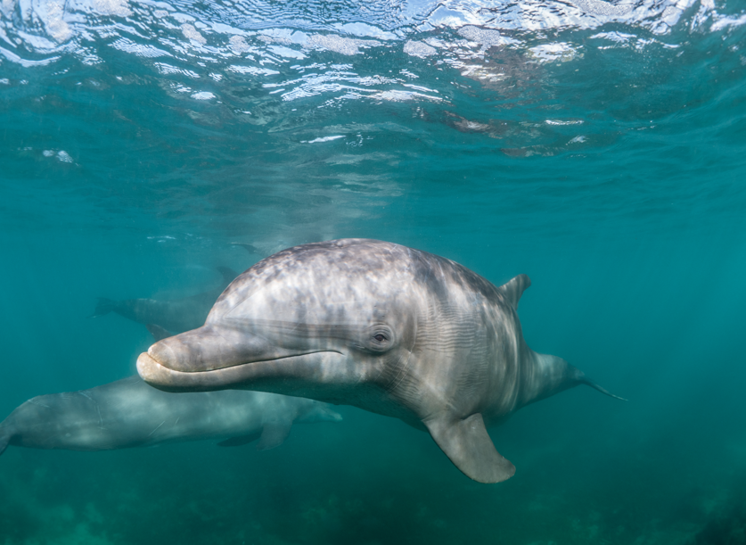 Delfini, le curiosità più sorprendenti sugli animali marini tra i più intelligenti del pianeta